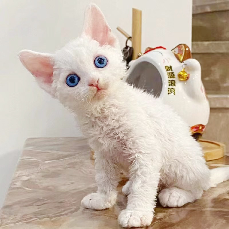 活体德文卷毛猫纯种黑白不掉毛棕虎斑帝王猫幼猫粘人小奶猫宠物