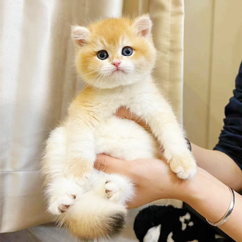 英短金渐层血统赛级蓝金纯种英国短毛活体长毛ny12色甜美幼猫宠物