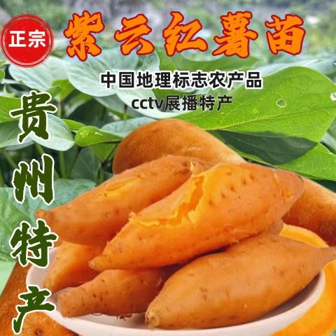 【包指导】正宗贵州紫云红薯种苗带叶番薯苗苕尖地瓜叶种植