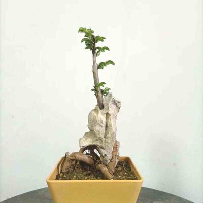 附石盆景小叶榔榆绿植老桩盆栽英德石青龙石泥石