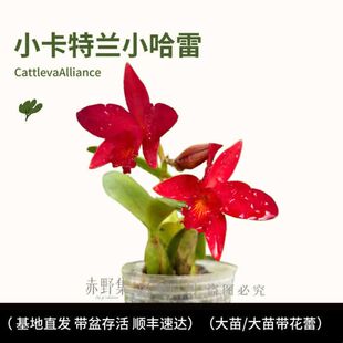 卡特兰花苗盆栽四季花卉植物带常年开花不断室内绿植包邮好养花卉