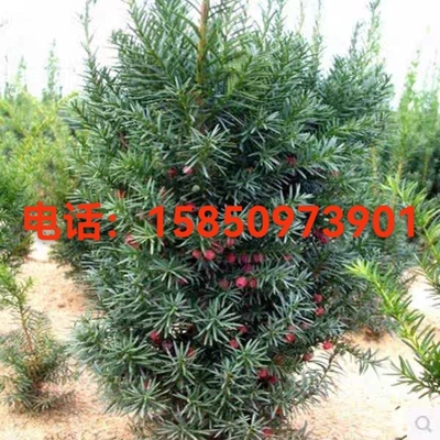 带果室内外红豆杉净化空气吸甲醛