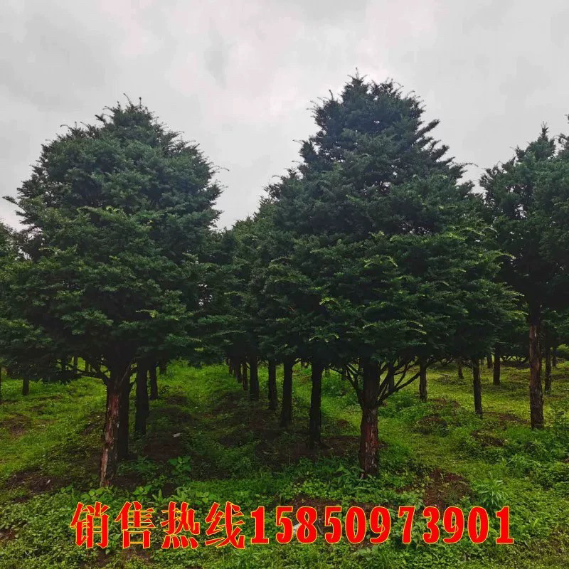 东北红豆杉带果盆栽树苗大树老桩盆景庭院别墅栽植耐寒植物结果