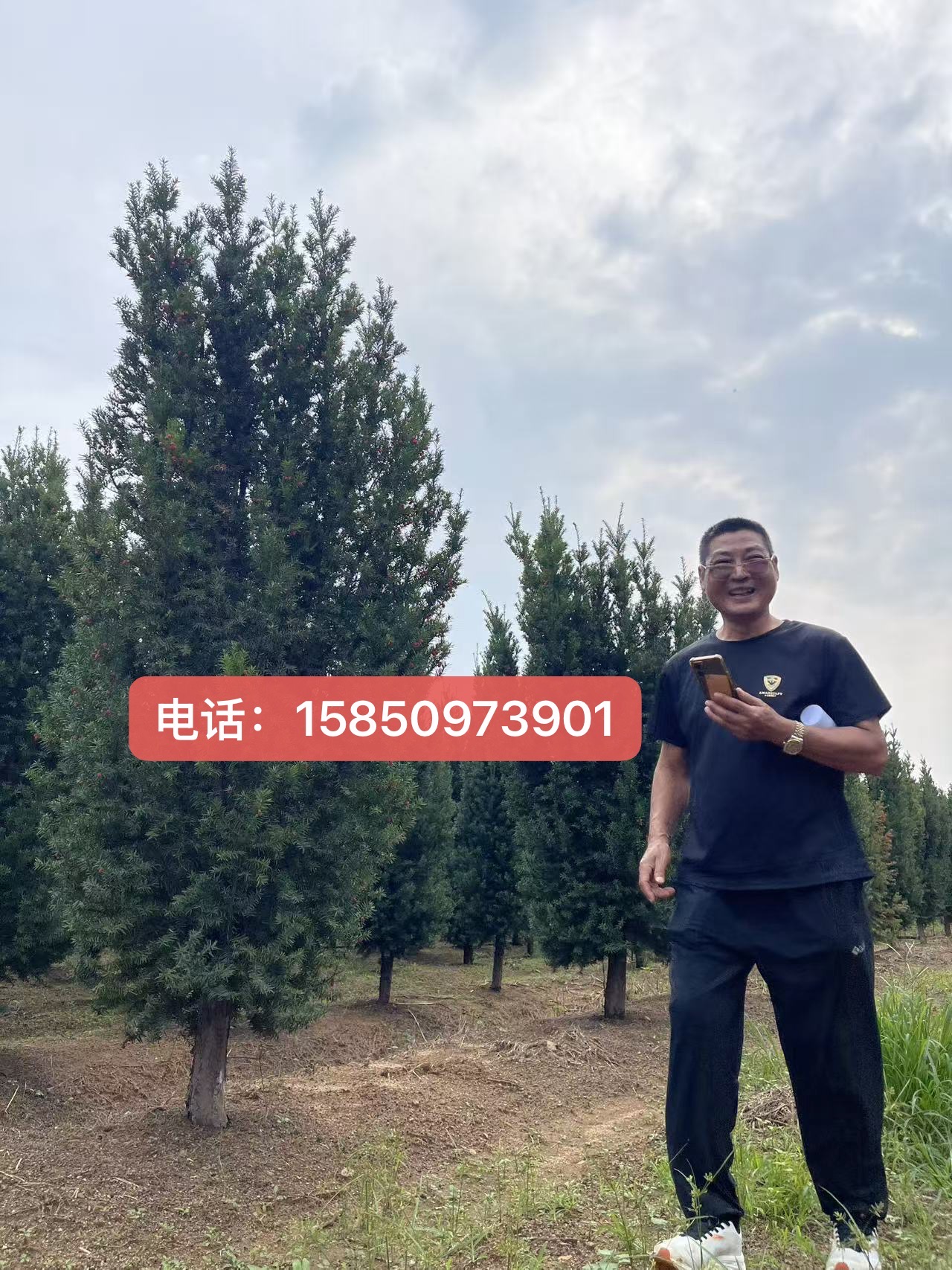曼地亚盆栽树苗大型盆景庭院别墅植物耐寒绿植母树结果带果红豆树