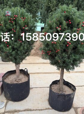 带果曼地亚红豆杉客厅盆栽别墅地栽大树南方红豆杉绿植结果盆景树