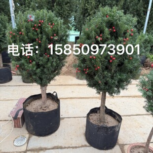 带果曼地亚红豆杉客厅盆栽别墅地栽大树南方红豆杉绿植结果盆景树