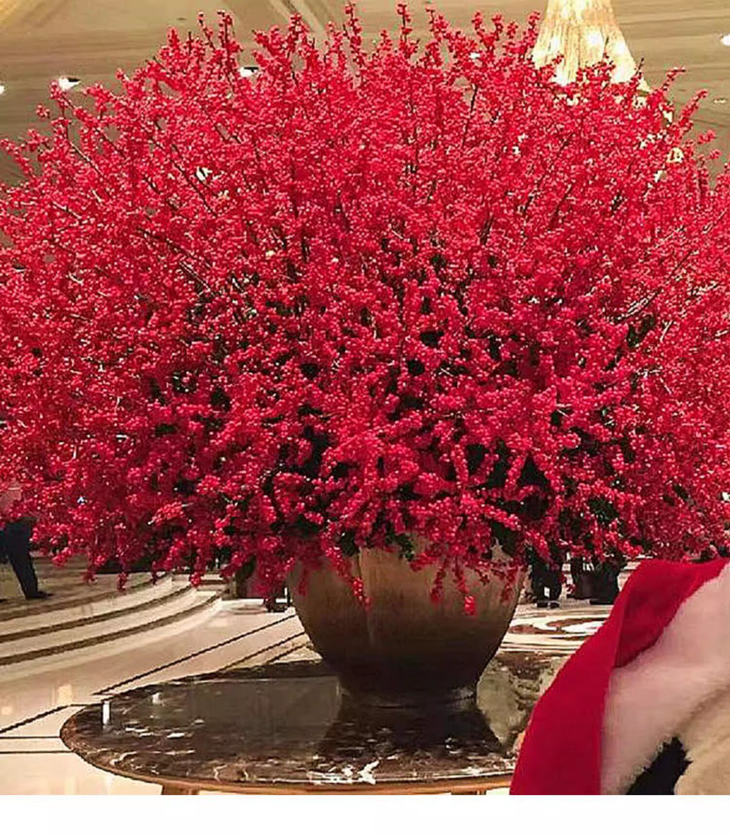 北美冬青盆栽树苗耐寒年宵花卉冬红果盆景老桩相思豆花卉绿植