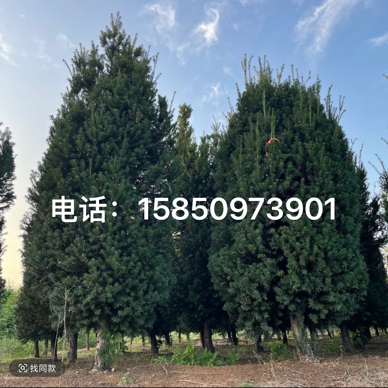 带果曼地亚红豆杉盆栽树苗大型盆景大树老桩庭院别墅植物耐寒绿植