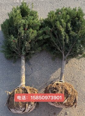 红豆杉树苗公母一对盆栽树苗盆栽室内外花卉绿植盆景植物结果大树