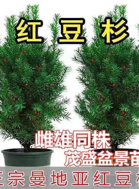 带果雌雄同株曼地亚红豆杉盆景树苗盆栽庭院别墅植物耐寒树绿植