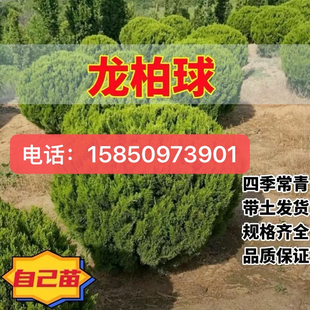 蜀桧球 桧柏球 龙柏球 松柏 刺柏河南桧球 塔柏圆柏笔柏树苗绿化