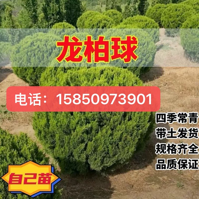 蜀桧球 桧柏球 龙柏球 松柏 刺柏河南桧球 塔柏圆柏笔柏树苗绿化