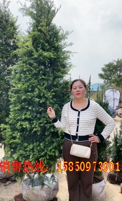 红豆杉室内外净化空气吸甲醛