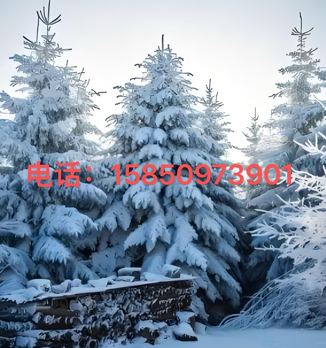 雪松树苗鲜活圣诞树庭院盆栽地栽南方北方种植黑松树苗四季常青