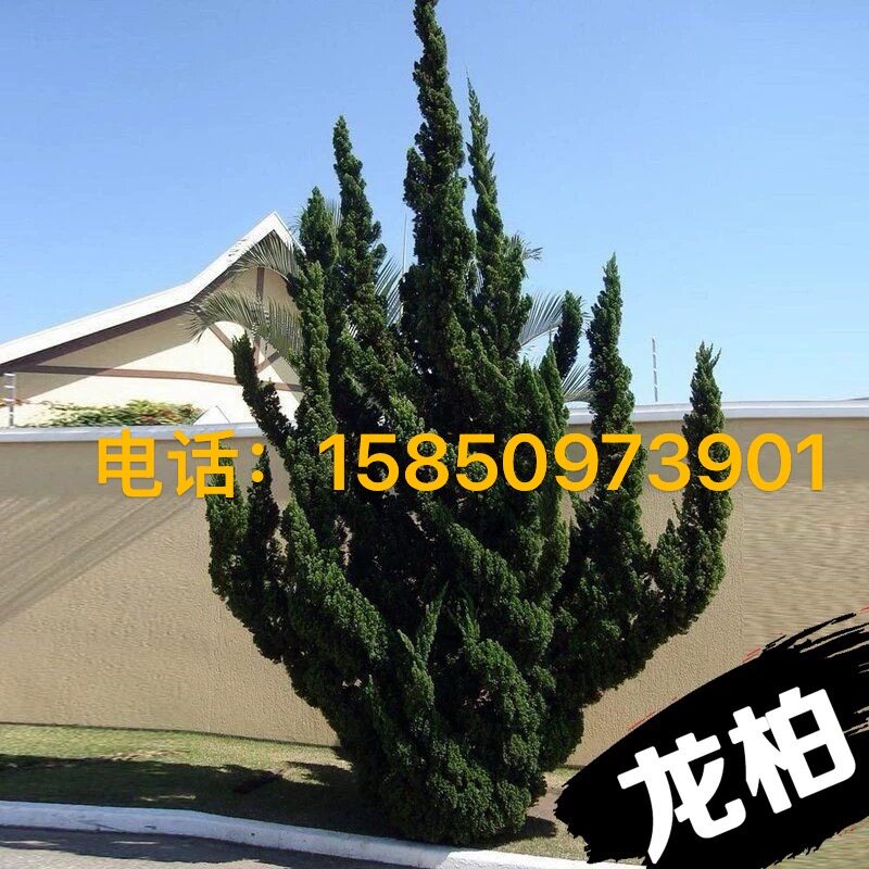龙柏树苗小苗塔柏苗四季常青耐寒绿化工程苗龙柏大树塔松桧柏侧柏