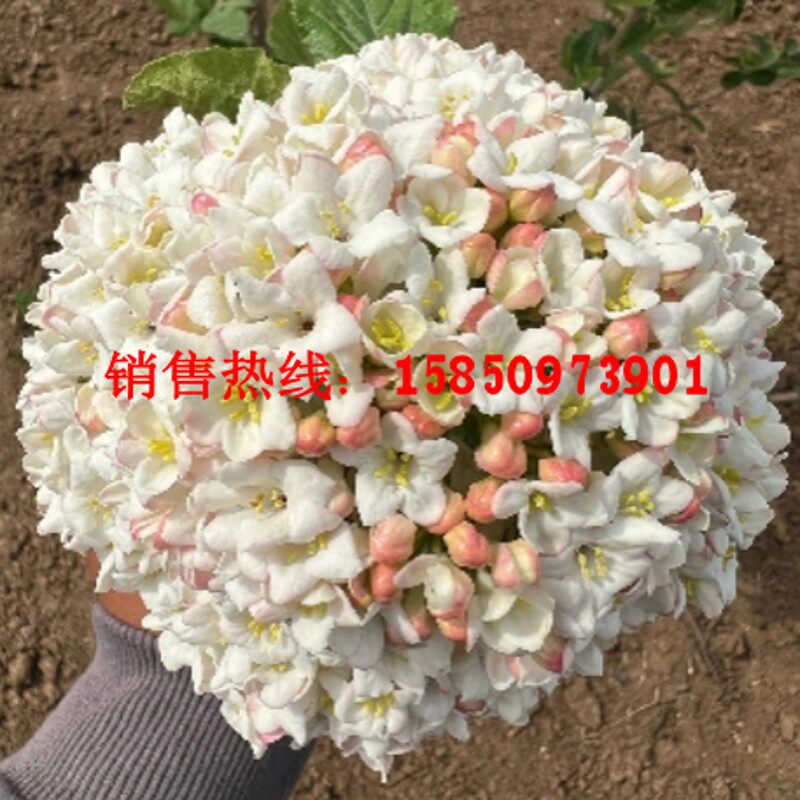 新品种大叶布克木绣球浓香味木本绣球粉色红蕾雪球荚蒾树苗盆栽苗