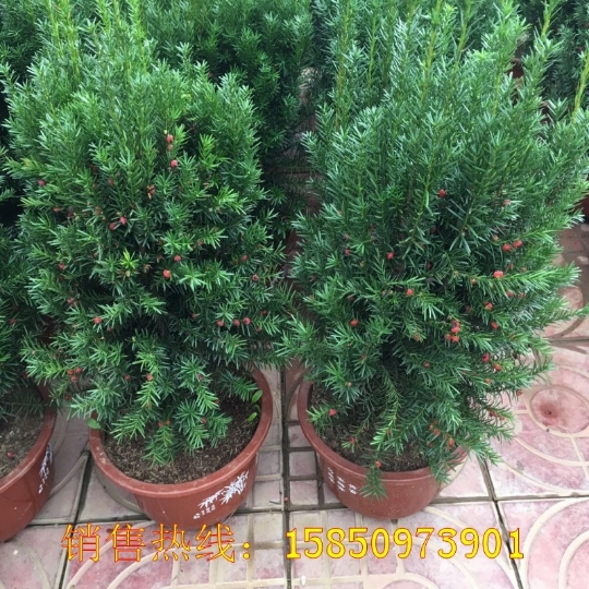 曼地亚红豆杉室内外净化空气