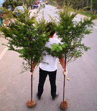 正宗南方红豆杉大树绿植地栽盆栽树苗别墅庭院室内种红豆杉盆景苗