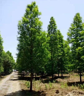水杉苗水杉树苗云杉池杉小苗 落羽杉中山杉树苗庭院绿化景观树