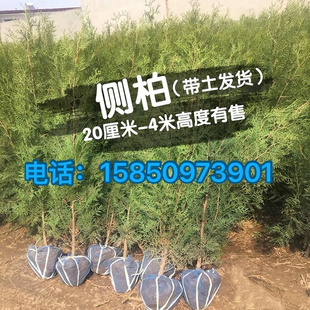 侧柏树苗松柏塔柏树苗扁柏松柏树苗宝塔柏树龙柏庭院小苗四季常青