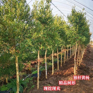 黄杨树苗独杆黄杨树桩庭院地栽瓜子黄杨树雀舌黄杨盆景树桩素材