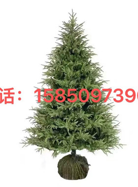 雪松树苗小苗庭院盆栽地栽绿植宝塔松南北方黑松树四季常青植物
