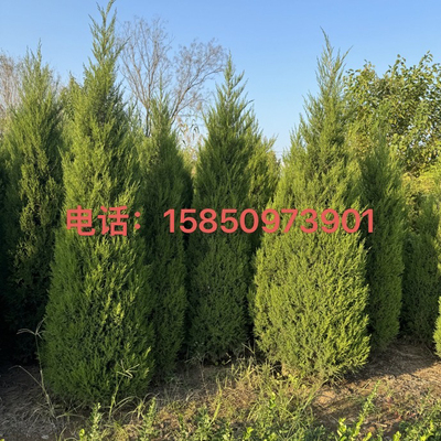 龙柏树苗塔柏松柏苗四季常青蜀块塔松公墓道路园林绿化易活墓地松