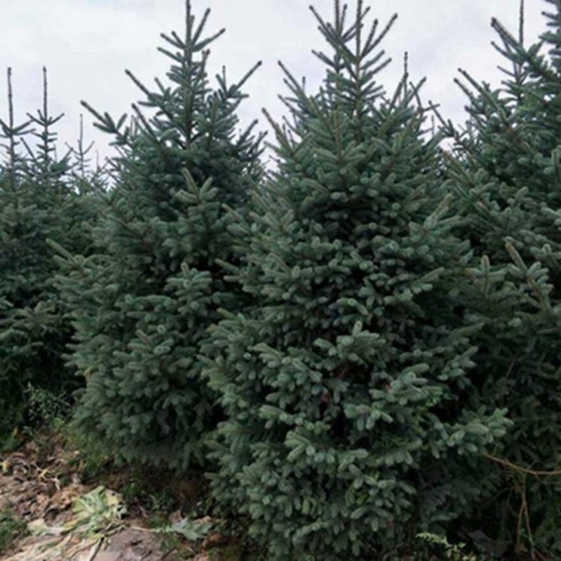 鲜活圣诞树真树盆栽盆景庭院别墅室内外植物云杉冷杉活绿植圣诞节-封面