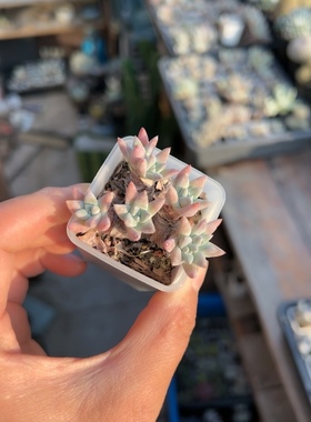 韩国进口丸叶白菊格诺玛格瑞内仙女杯一物一拍A285