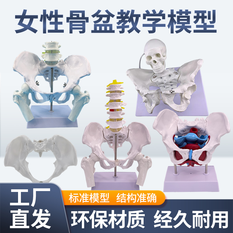 蓝蝶可活动女性骨盆示范模型