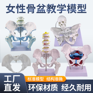 产后康复可活动骨盆模型骶骨髋骨女性可弯曲人体骨骼解剖盆底肌肉