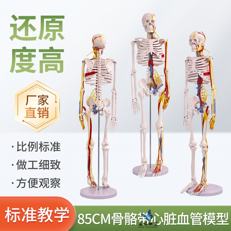蓝蝶模型85CM骨骼带心脏血管模型
