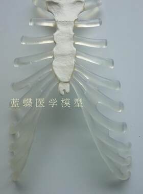 人体骨骼模型透明仿真蓝蝶
