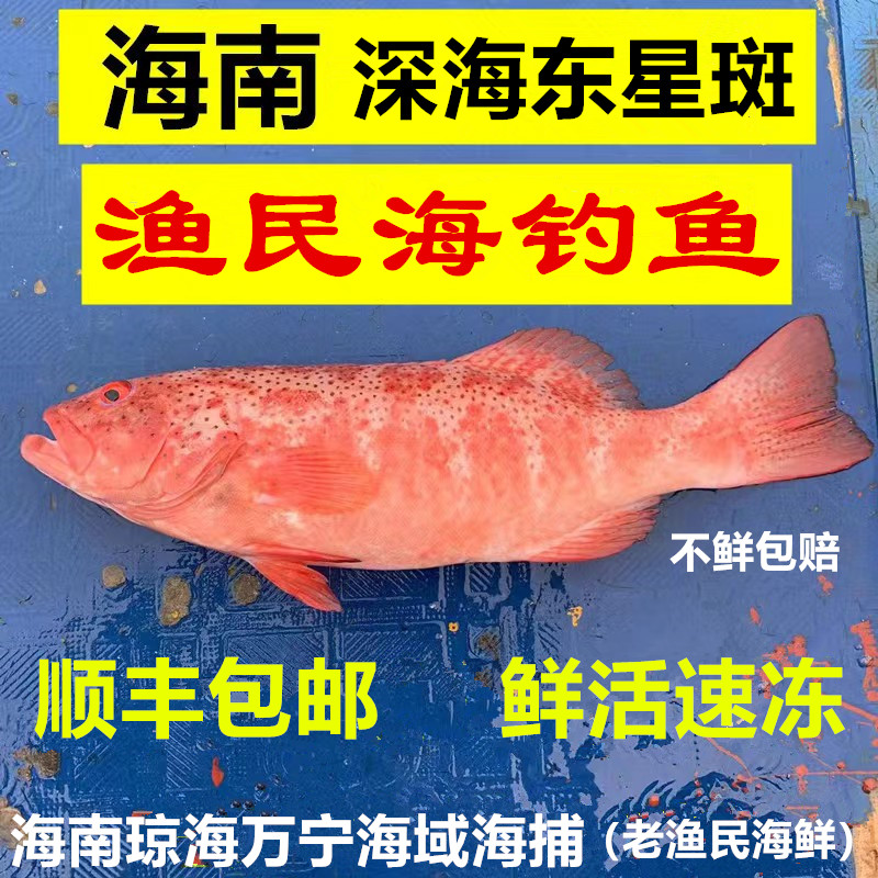 海捕海南东星斑商务喜宴鲜活速冻