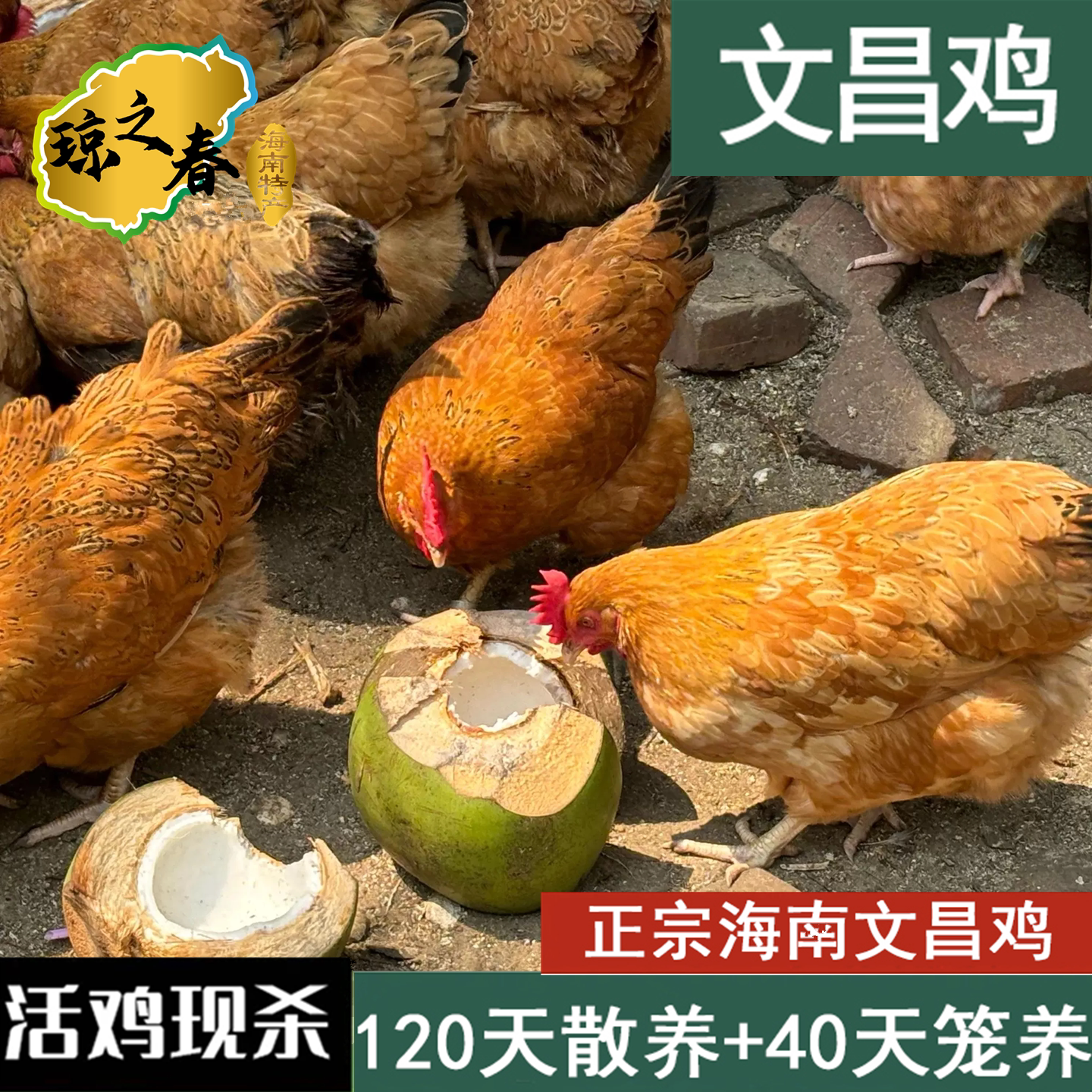 海南文昌鸡正宗椰子鸡农家散养鸡