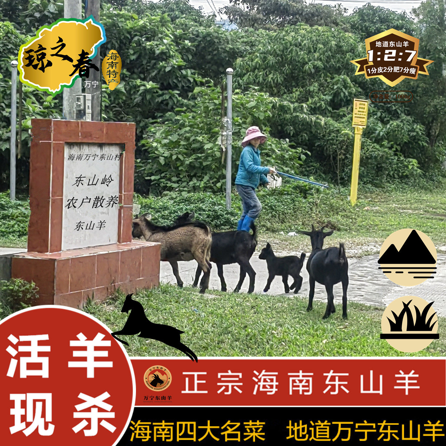 海南特产正宗现杀散养万宁东山羊