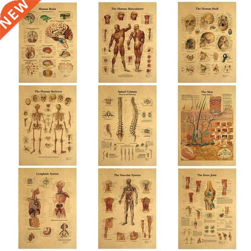 The Body Structure Skeleton Nervous System Vintage Poster Me