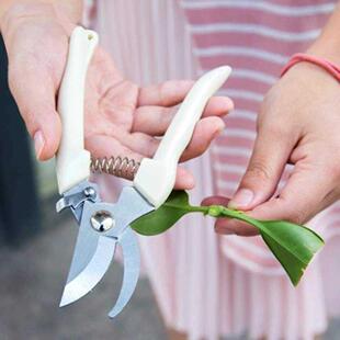 Scissors Pru Stainless Garden Fruit Tree Tool Steel Grafting