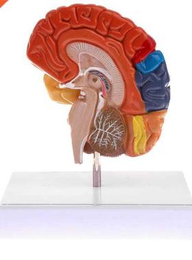 Cerebral Anatomical Brain Model Anatomy 1:1 Half Brain Brain