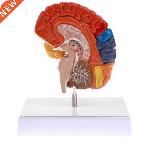 Cerebral Anatomical Model Anatomy 1:1 Half Brain Brainstem T