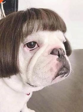 Pet Wigs Cosplay Props Funny Dogs Cats Cross-Dressing Hair H