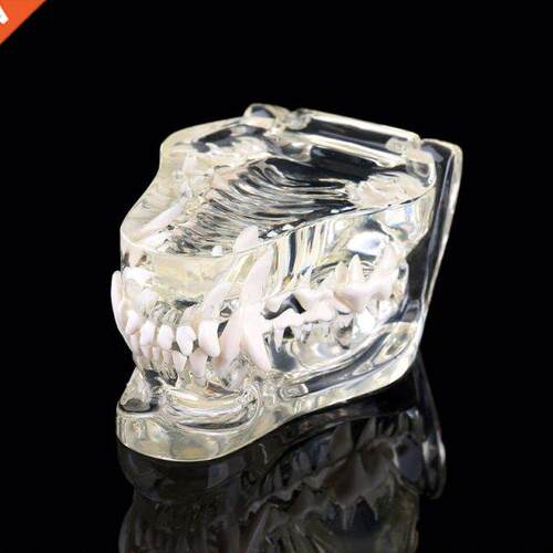Transparent Dog Teeth Jaw Tooth Model Anatomcal Teachng De