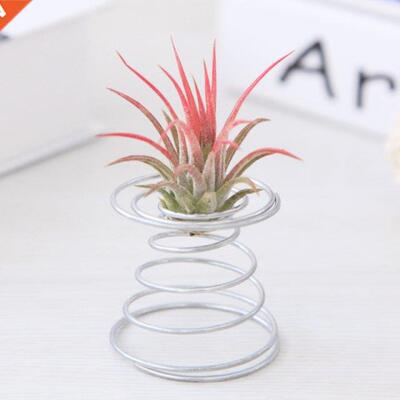 Air Plant Spring Wire Tabletop Tillandsia Holder Miniature G