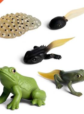 Simulation Animal Insects Marine life Model Action Mini Frog