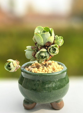 多肉山地玫瑰植物水蜜桃玫瑰耶罗鸡蛋酒杯玫瑰带土绿植盆栽防辐射