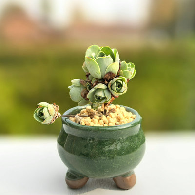 山地玫瑰多肉植物盆阳台花卉绿植