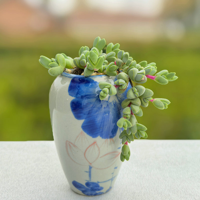 碧玉莲多肉植物老桩群生易养图片