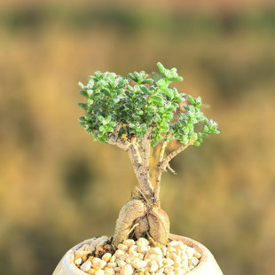姬红小松 块根老桩开花多肉植物组合小盆栽陶瓷盆景室内带土绿植