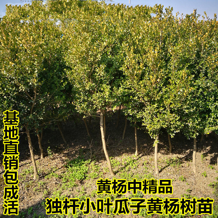 黄杨树苗庭院四季青植物