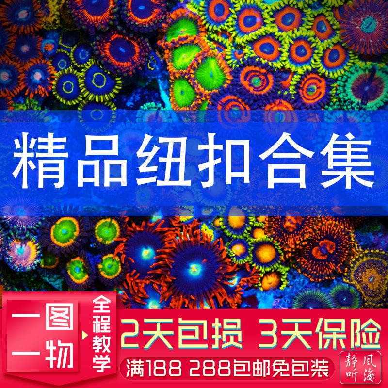 大种纽扣正蓝峰金喷水螅人工繁殖软体珊瑚撒旦金发碧眼lps海水